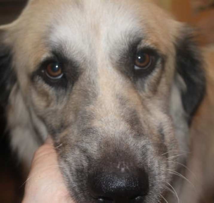 Photo of Shep