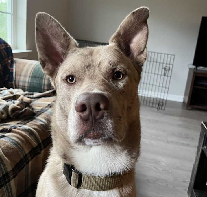 Photo of Beau