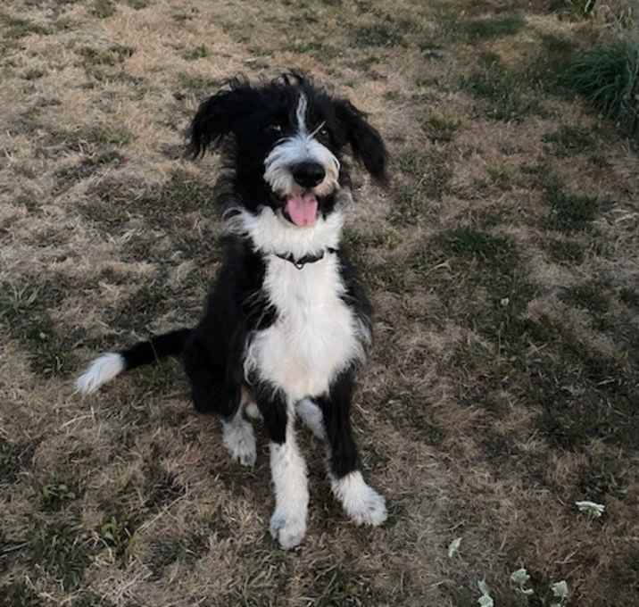 Photo of Buddy