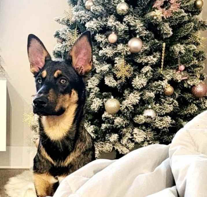 Photo of Chase