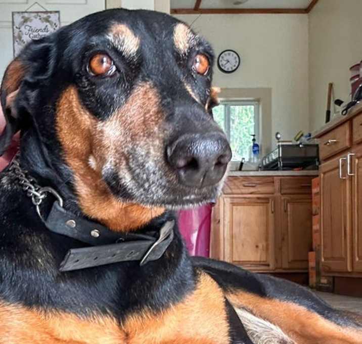 Photo of Coco