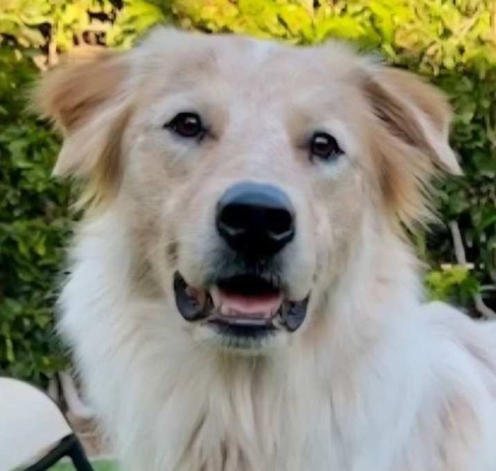 Photo of Charlie (Courtesy Post) - Adopt Me!