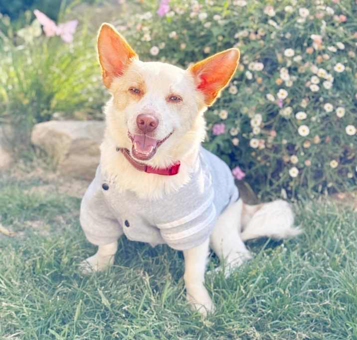Photo of Waffles