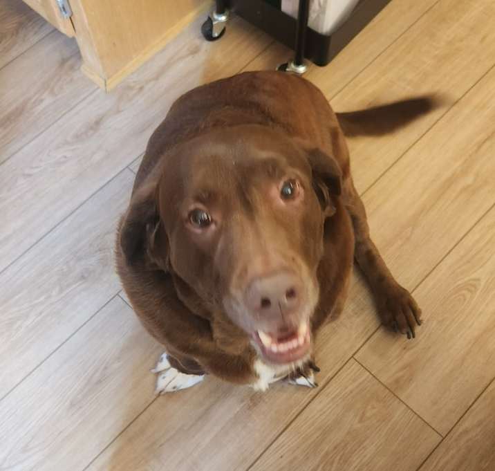 Photo of Rocco ( plus tootsie)