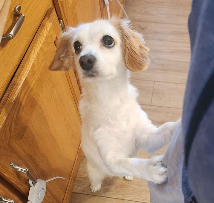 Photo of Tootsie (plus rocco)