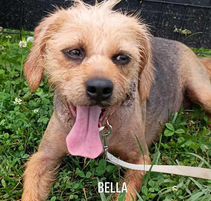 Photo of Bella