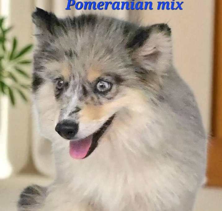 Photo of Hemi