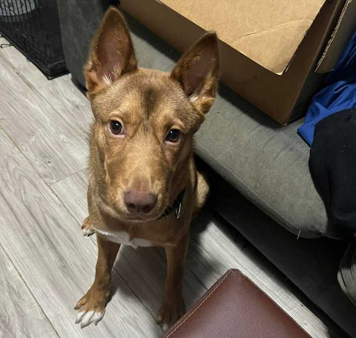 Photo of Mustard