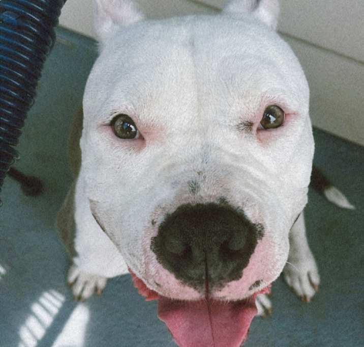 Photo of Remy