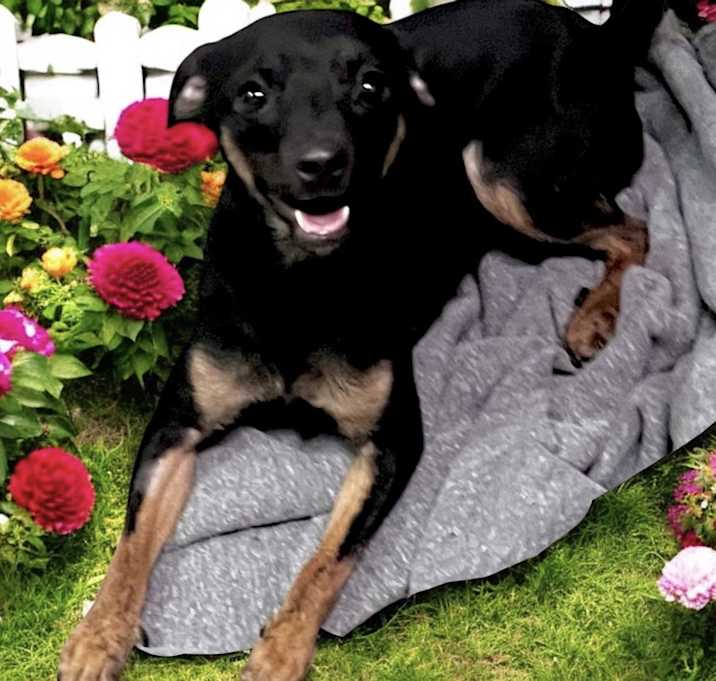 Photo of Rocky