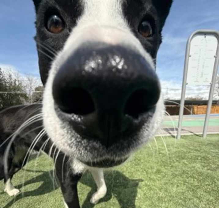 Photo of Bennie