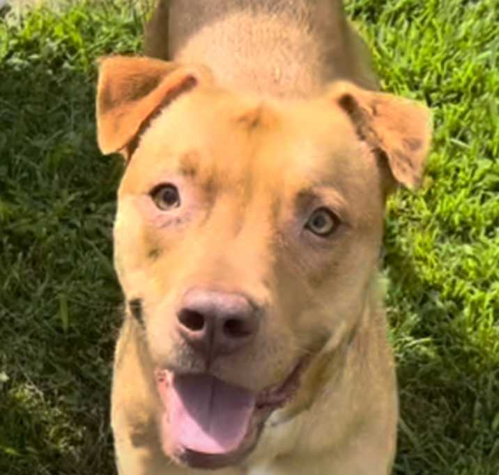 Photo of Wesley (Rusty)