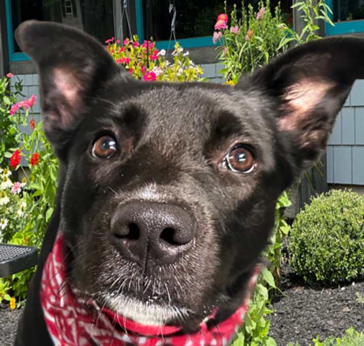 Photo of Widget