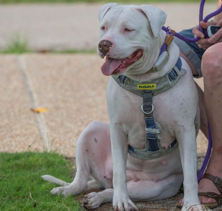 Photo of Stormy (Formerly Snowflake)