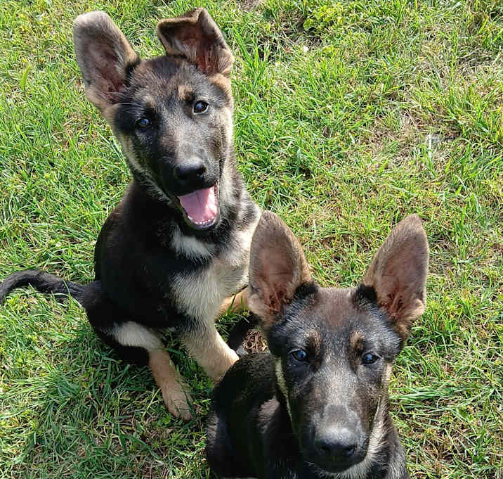 Photo of German Shepherd Puppies
