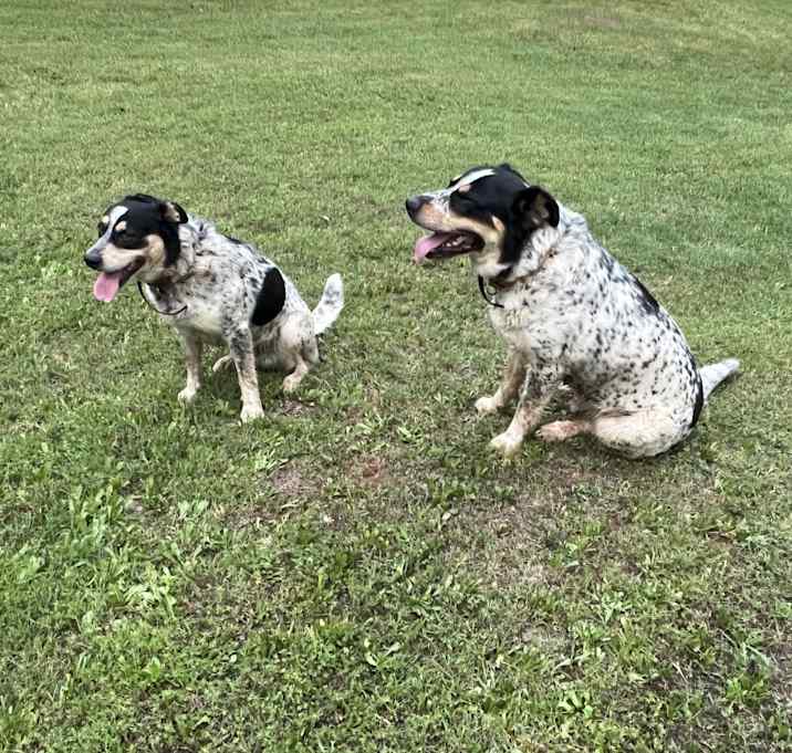 Photo of Rudy/Maximus