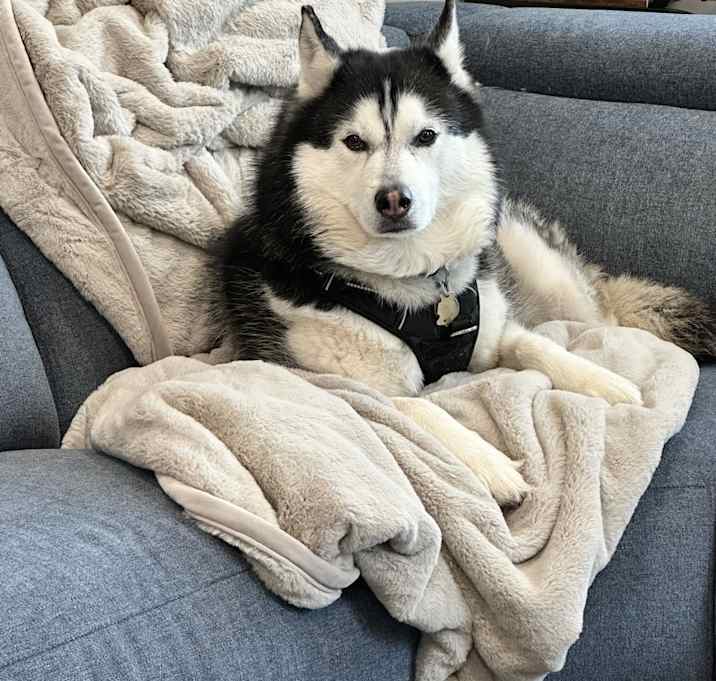 Photo of Luna