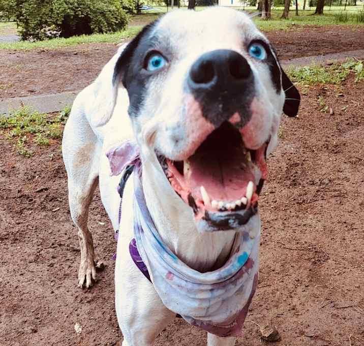 Photo of Olive