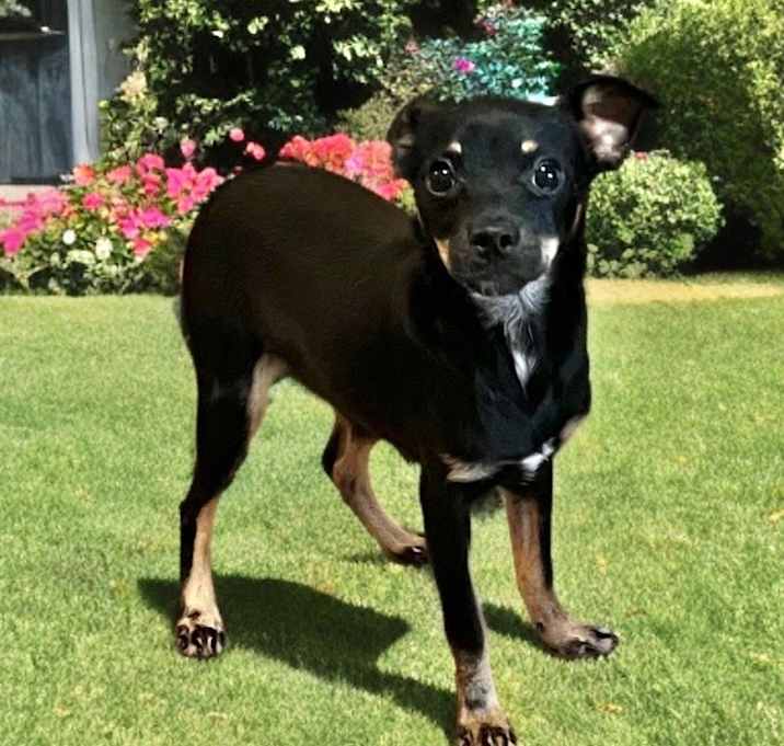 Photo of Piper