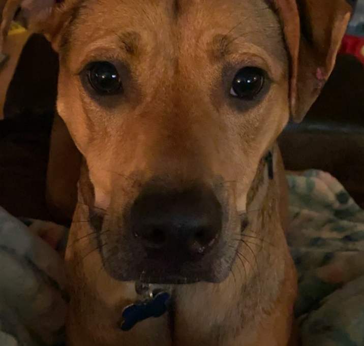 Photo of Remy