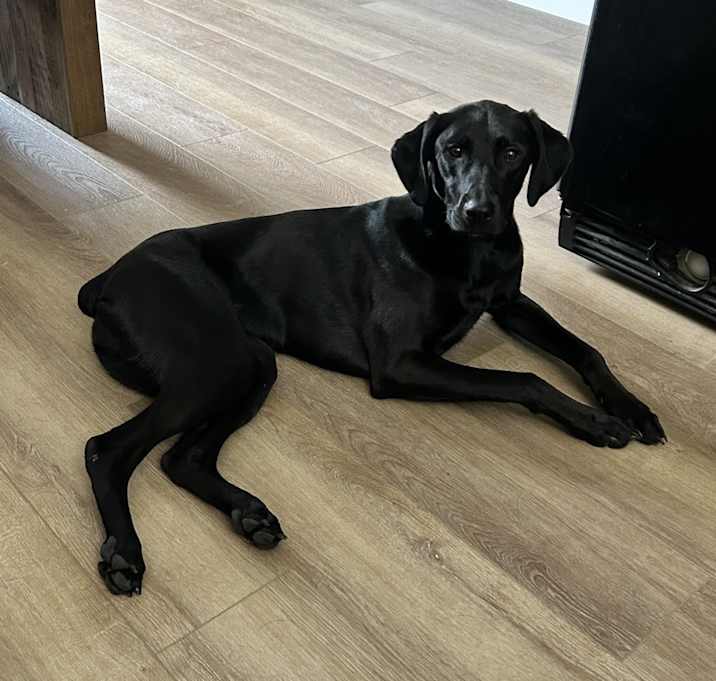 Photo of Willow