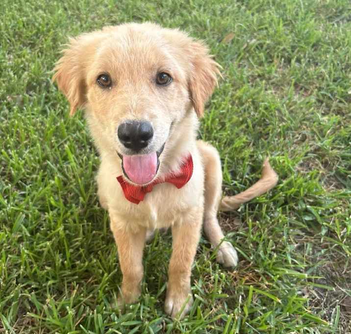 Photo of Wrangler