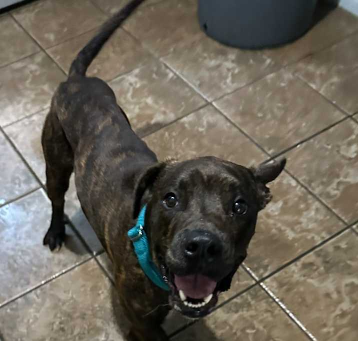 Photo of Brisket