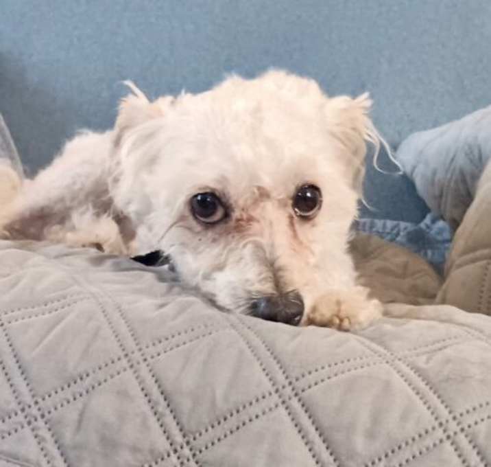 Photo of Henry