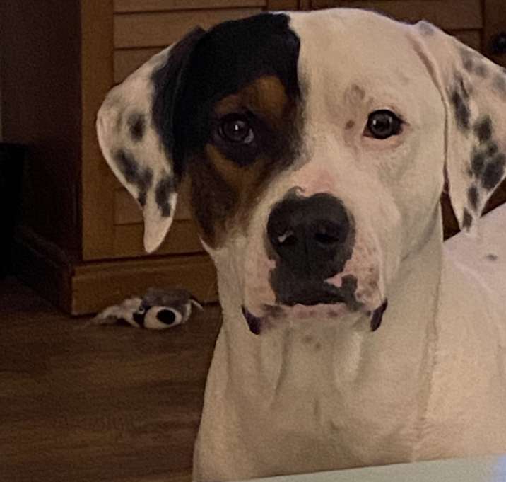 Photo of Oliver