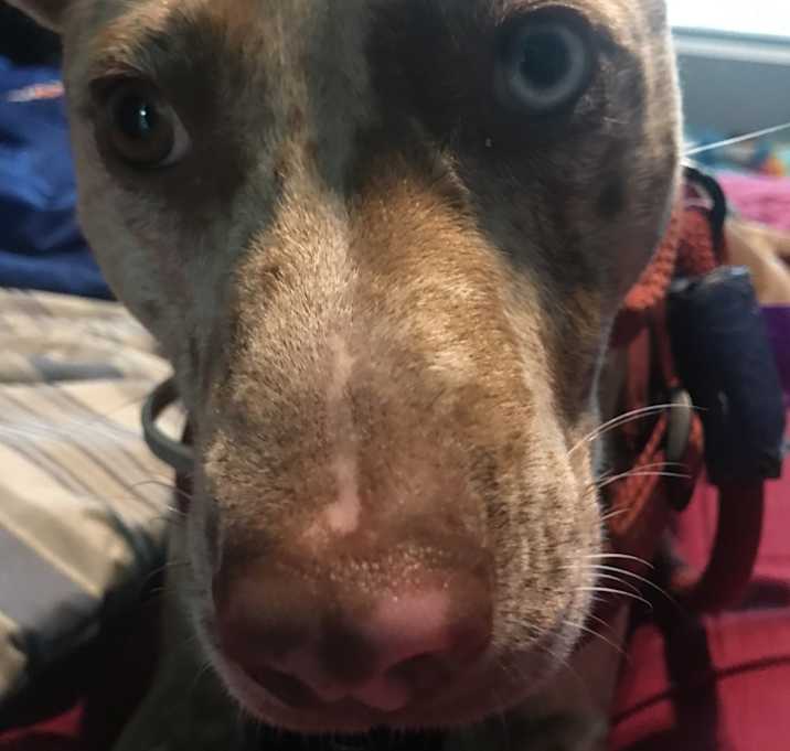 Photo of Ruby