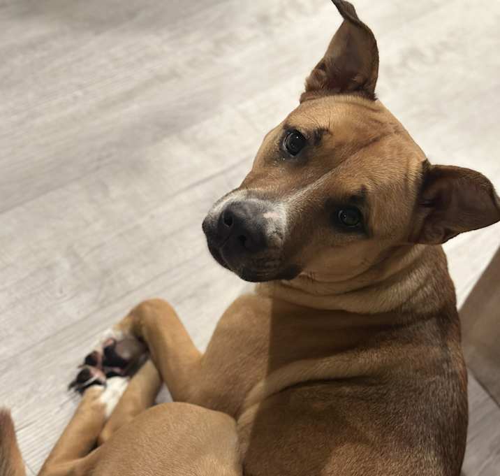 Photo of Bella