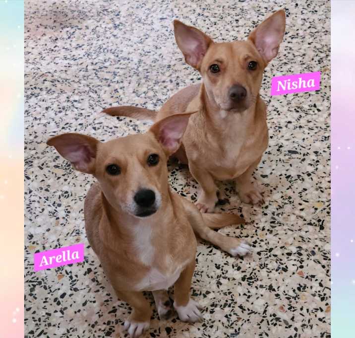 Photo of Arella & Nisha