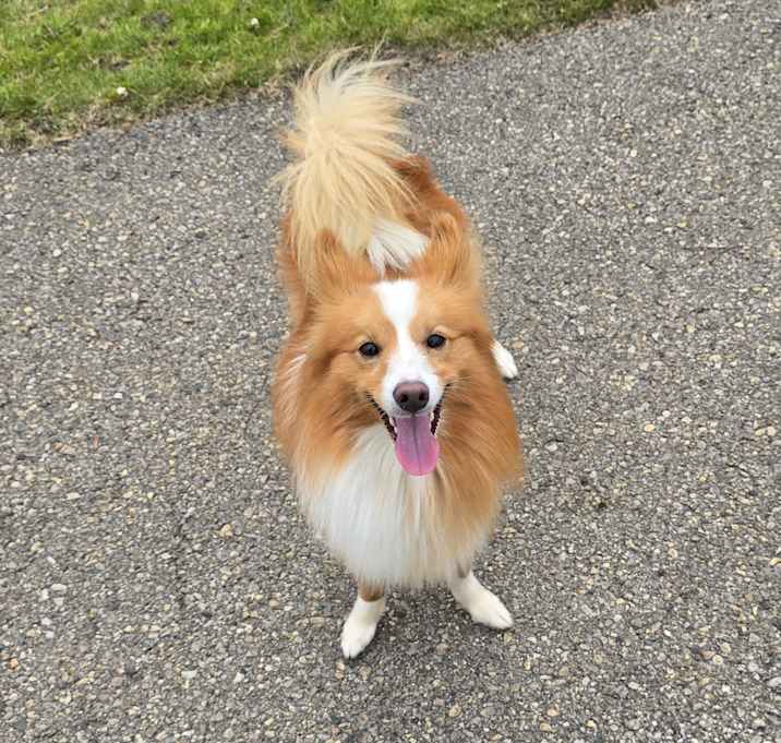 Photo of Foxtrot