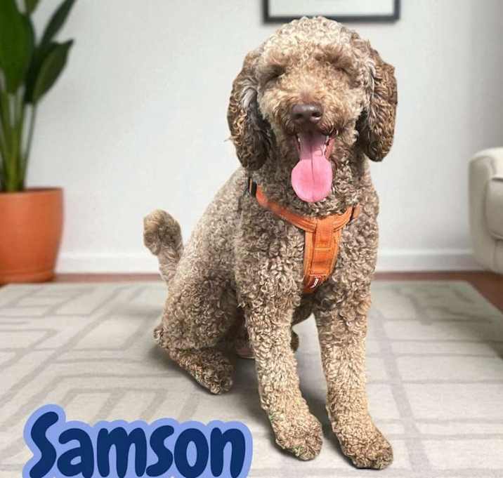 Photo of Samson