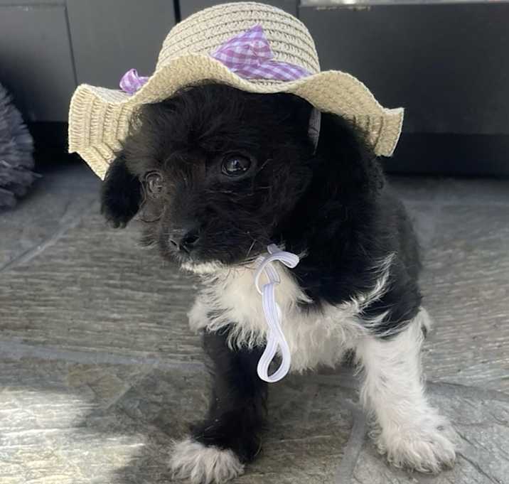 Photo of Peanut