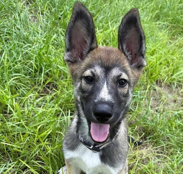 Photo of Lobo - Located in Florida
