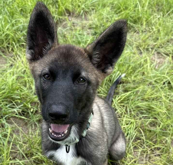 Photo of Rico - Located in Florida copy
