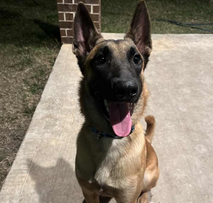 Photo of Caesar