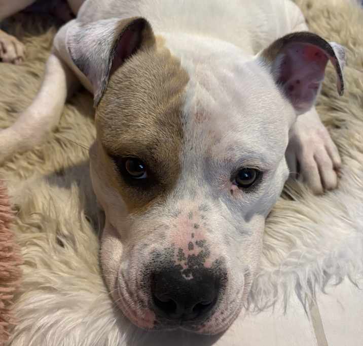 Photo of Georgie