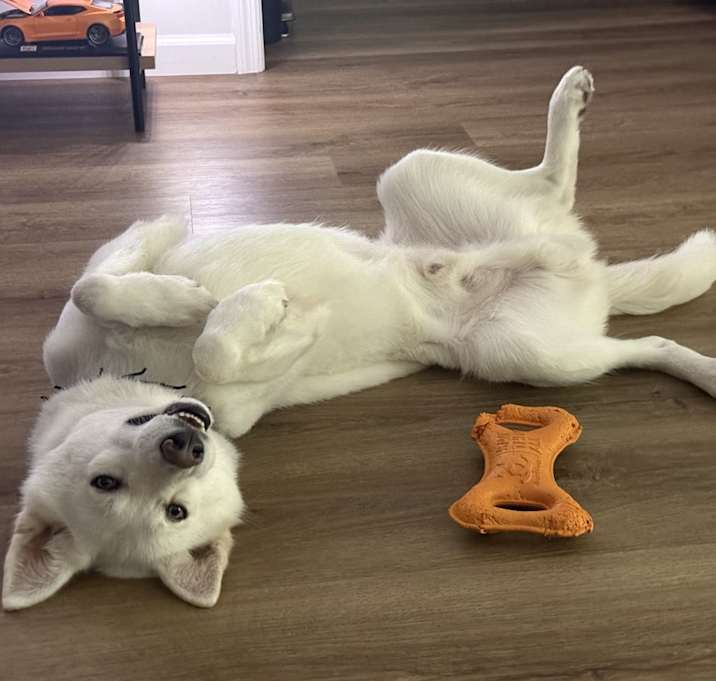 Photo of Atlas