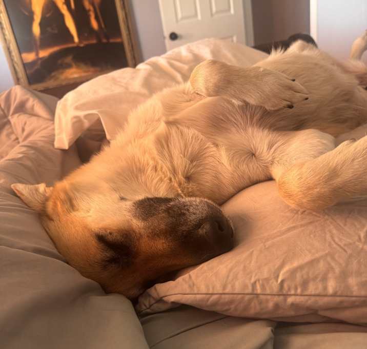 Photo of Layla