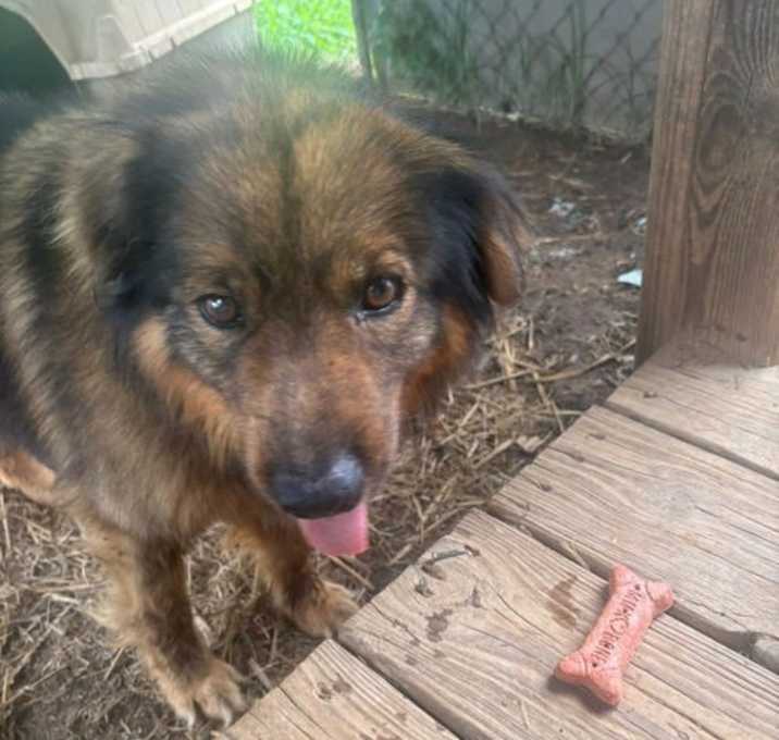 Photo of Sergeant