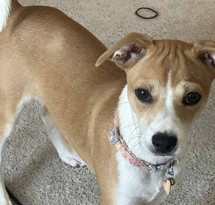 Photo of Brownie