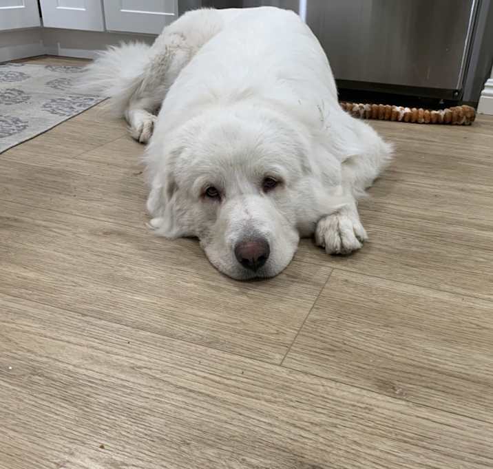 Photo of Mylo