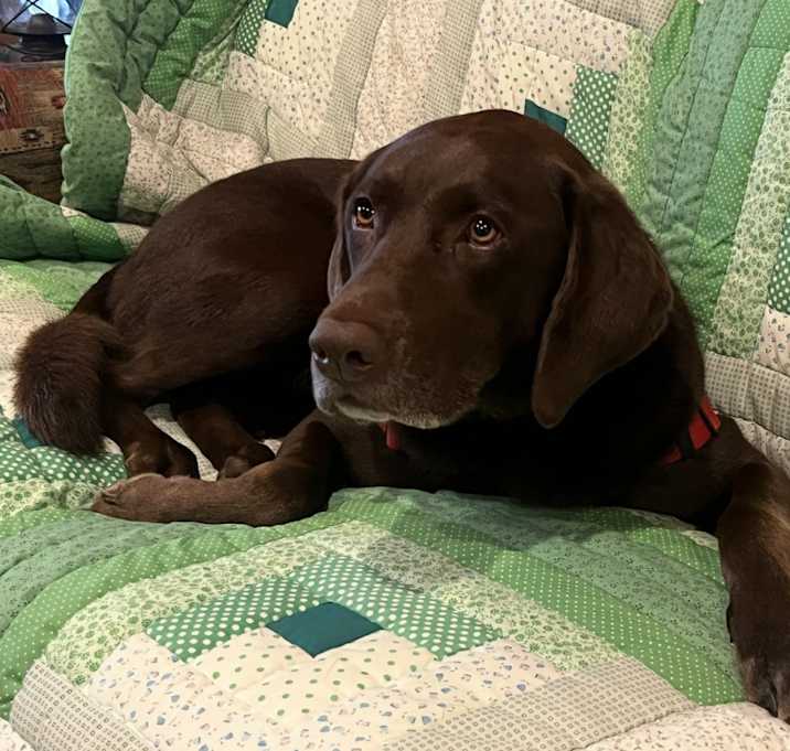 Photo of Dash