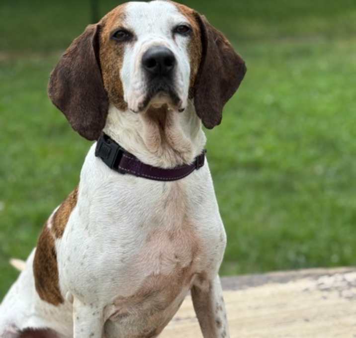Photo of Bocephus