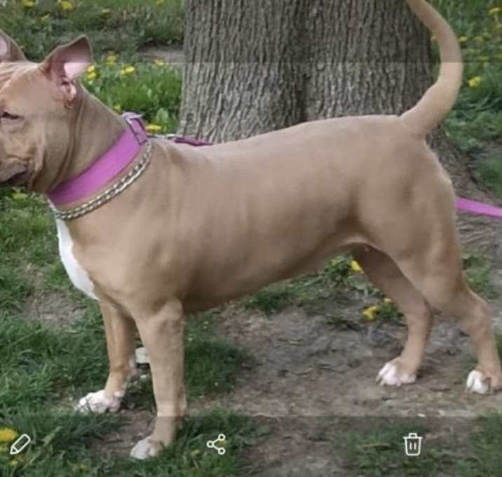 Photo of Buttercup