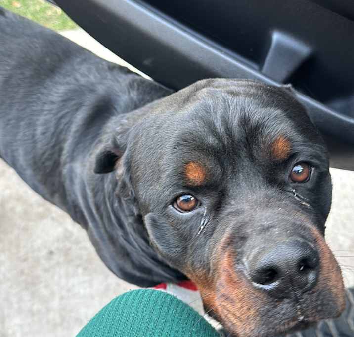 Photo of Rocky