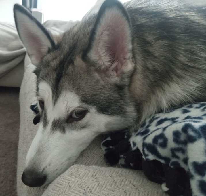 Photo of Havoc