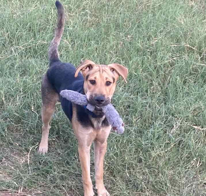 Photo of Rocky